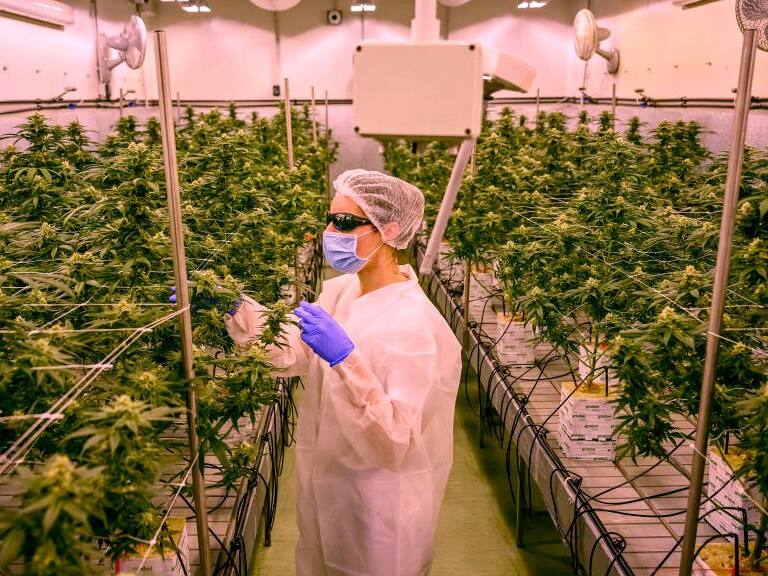 Encuentran en otra planta componente de la marihuana que permite aliviar el dolor