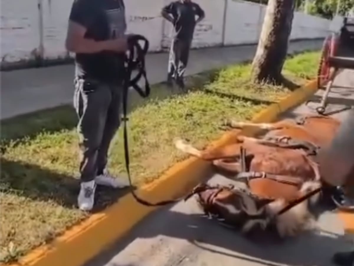Denuncian que golpearon a caballo que cayó en Gran Avenida: hombre que intervino también habría sido agredido