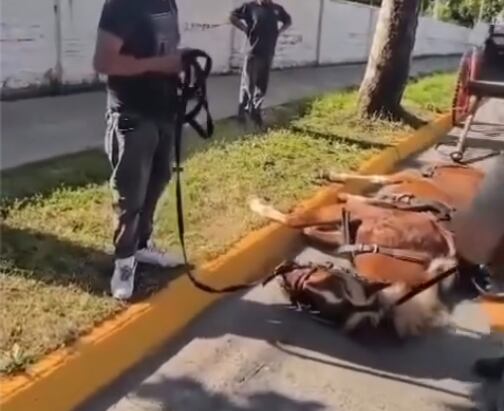 Denuncian que golpearon a caballo que cayó en Gran Avenida: hombre que intervino también habría sido agredido