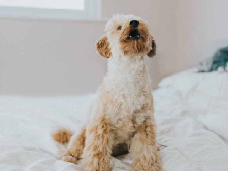 ¿El más miedoso del mundo? Perrito se hace viral por asustarse con las moscas