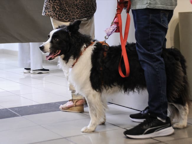 16 DE NOVIEMBRE DEL 2025 / SANTIAGO
Votantes llegan con sus mascotas al Duoc UC de Antonio Varas, en la comuna de Providencia, para participar en las elecciones presidenciales y parlamentarias de 2025.
FOTO: VICTOR HUENANTE / AGENCIAUNO
