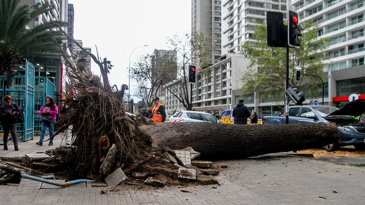“Recién había ido a dejar a mi guagua”: habla dueño del auto que fue aplastado por una palmera en Ñuñoa