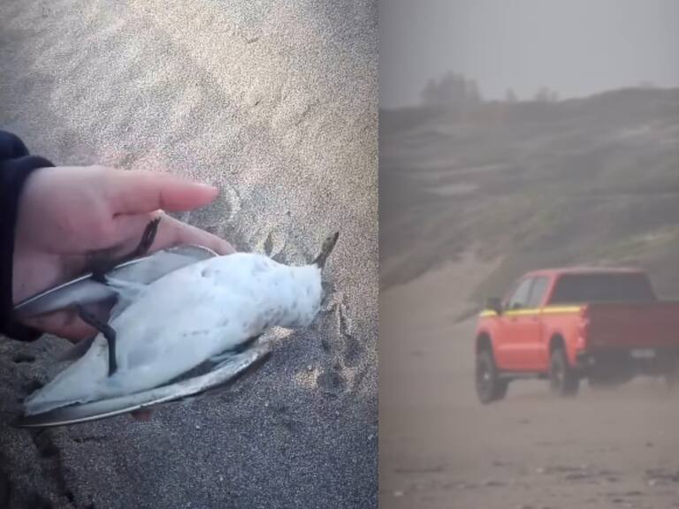 Fiscalía investiga de oficio ataque a aves en Ritoque y posible clonación de patente