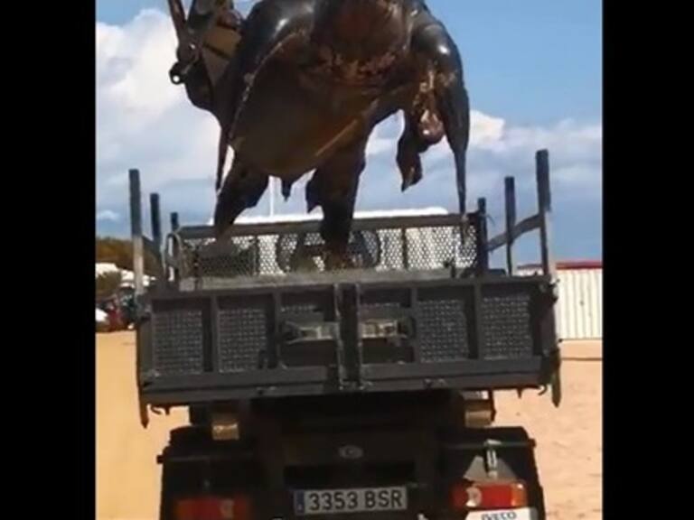 Aparece extraña tortuga gigante de 700 kilos en una playa de España