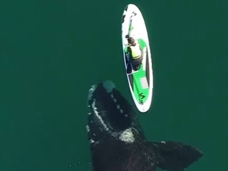 Dron captó momento: Ballena se acercó a «jugar» con una mujer en Argentina