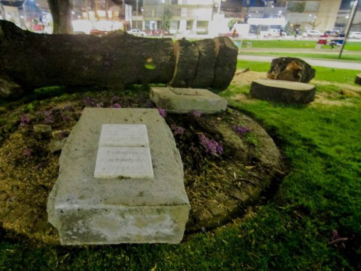 Senador Alejandro Navarro exigió la «restitución inmediata» de busto de Simón Bolívar que fue destruido por un árbol en Concepción