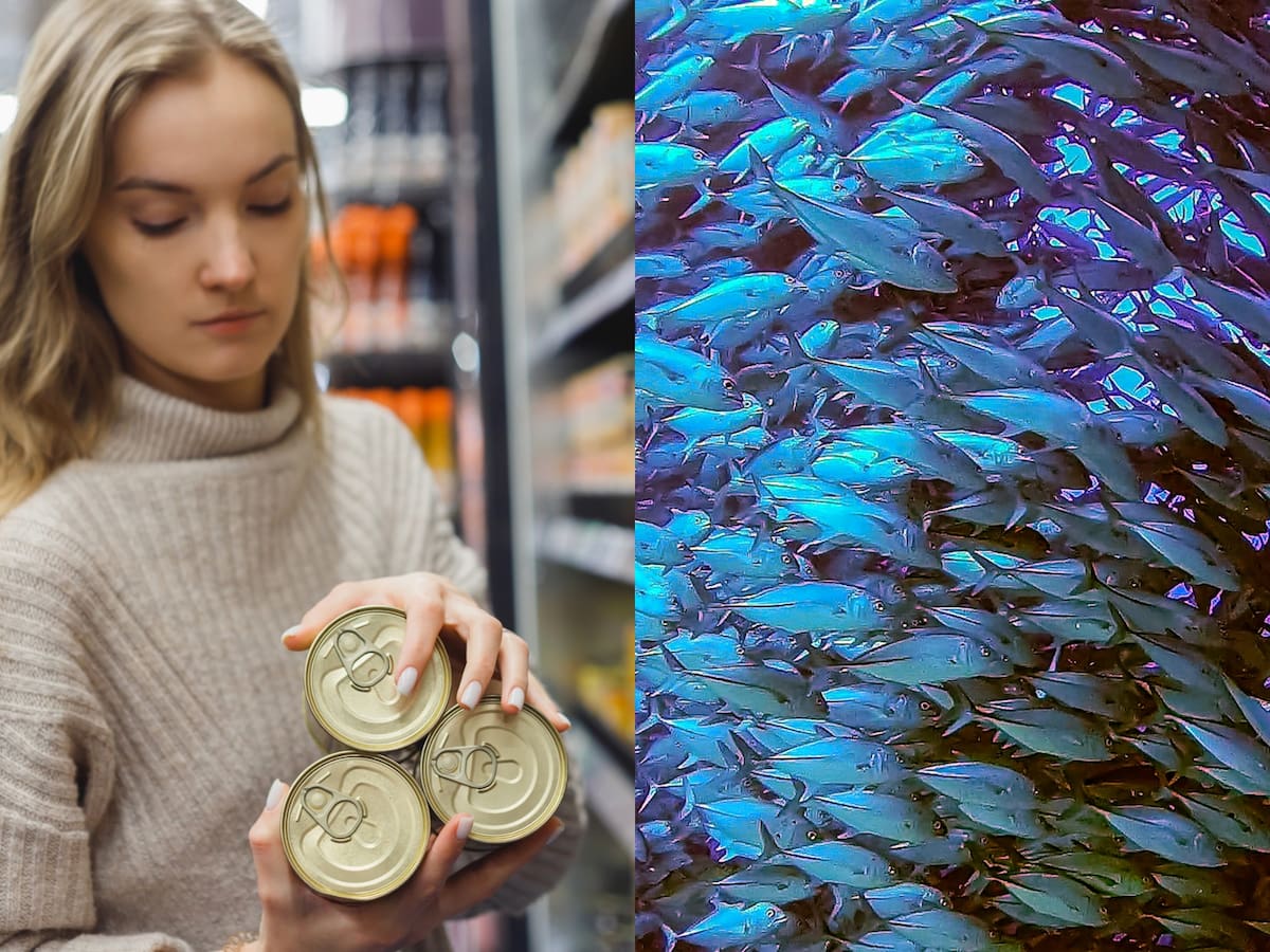 ¿Qué pasa con el jurel? El motivo por el que latas comienzan a escasear en supermercados de Chile