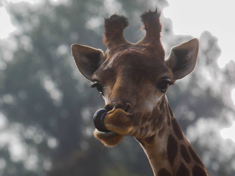 Director del Buin Zoo sobre vacunación de sus animales: «Estamos siendo líderes en algo muy innovador»