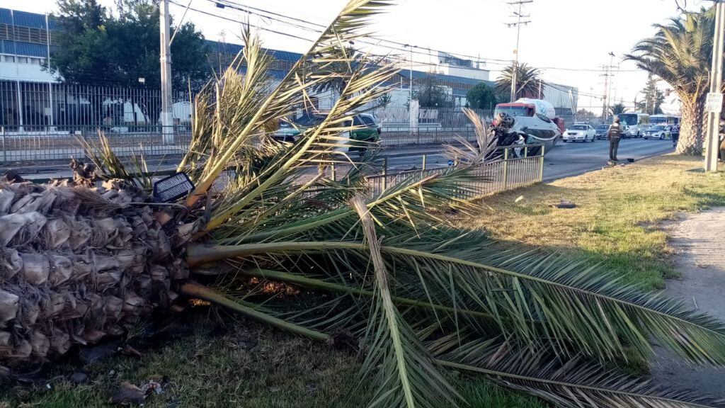 El árbol que habrían impactado.