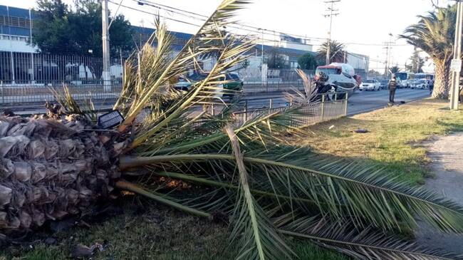 El árbol que habrían impactado.