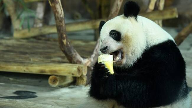 ¿Cómo hizo China para que Panda Gigante ya no esté en extinción?