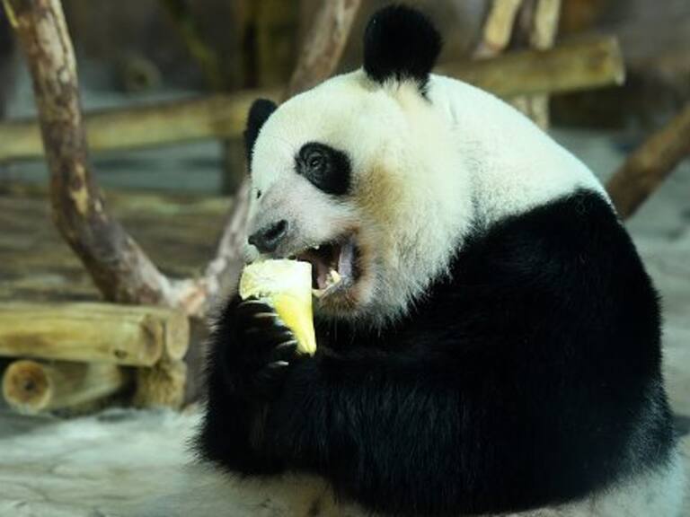 ¿Cómo hizo China para que Panda Gigante ya no esté en extinción?