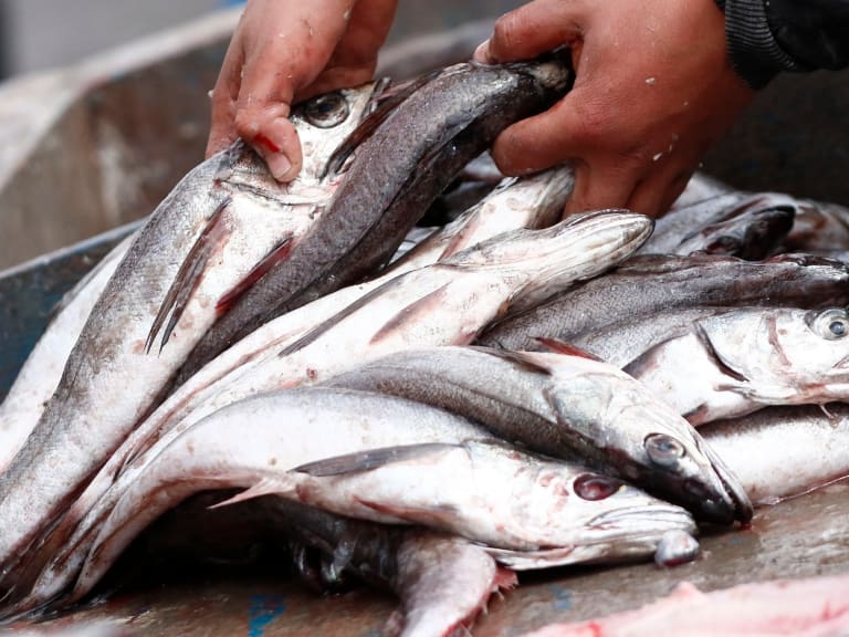Semana Santa: Seremi de Salud decomisa casi 80 kilos de pescado tras fiscalización
