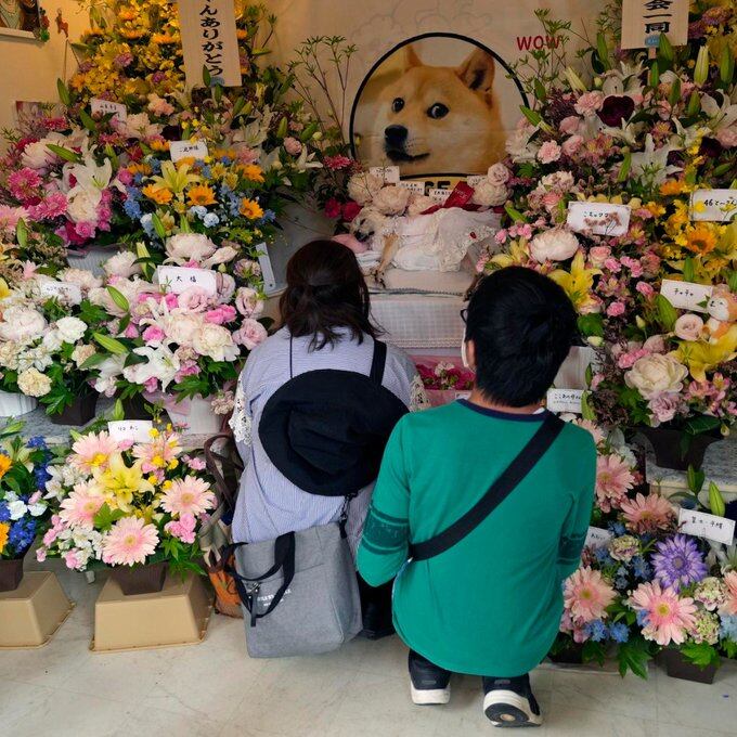 Decenas de japoneses despiden con flores a Kabosu, la perrita que inspiró el famoso meme Doge