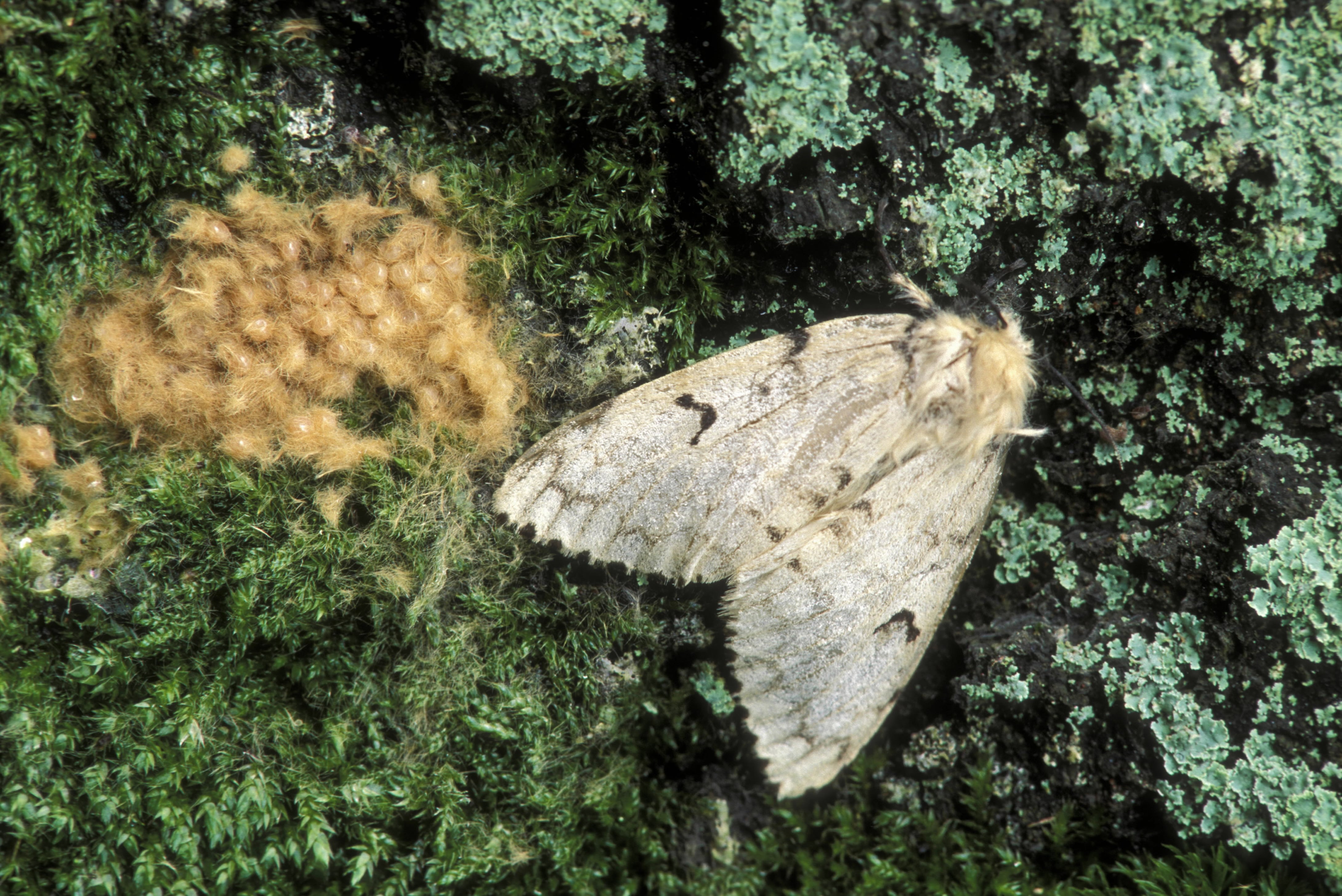 Polilla