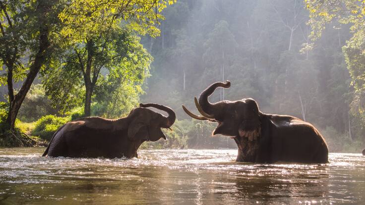 Turista muere por ataque de elefante en Tailandia: le estaba dando un baño al animal en un santuario
