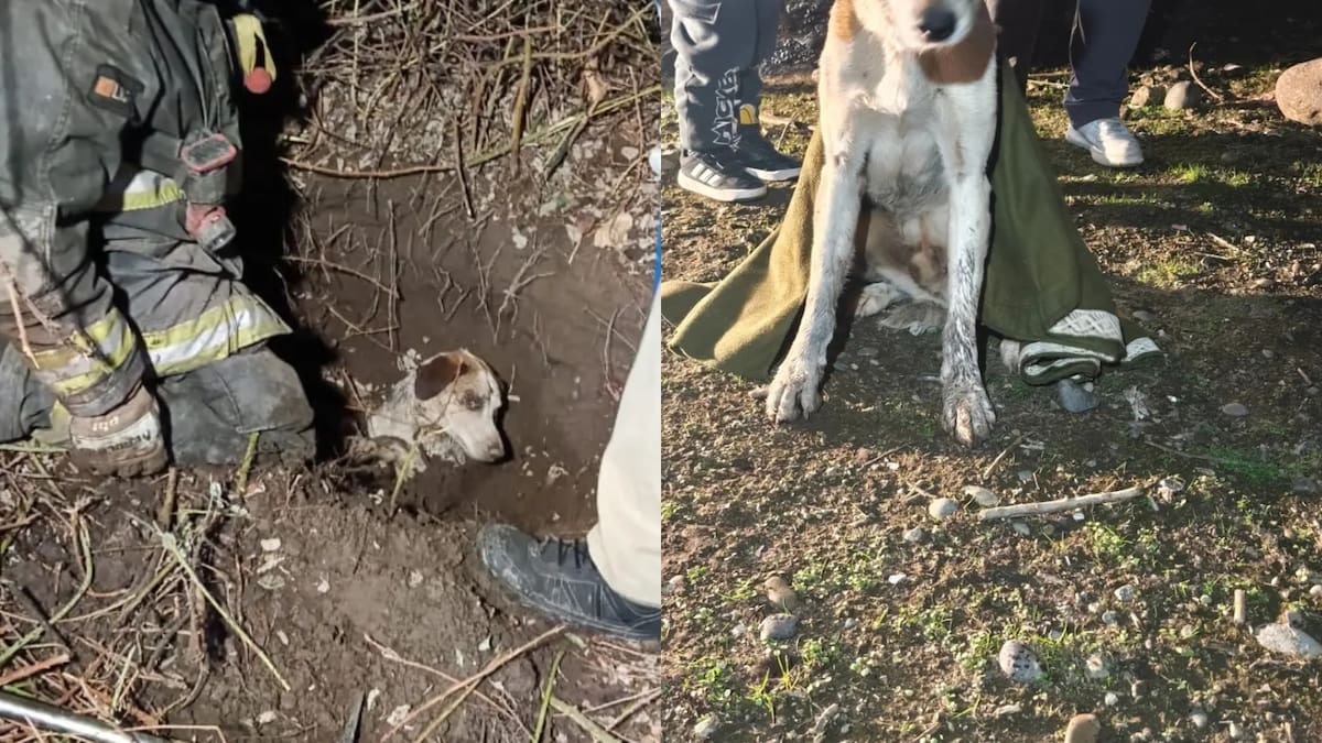 Rescatan a perro enterrado vivo en Puente Alto: vecinos escucharon ladridos y alertaron a Bomberos