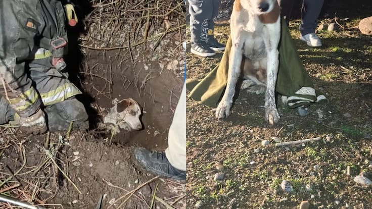 Rescatan a perro enterrado vivo en Puente Alto: vecinos escucharon ladridos y alertaron a Bomberos