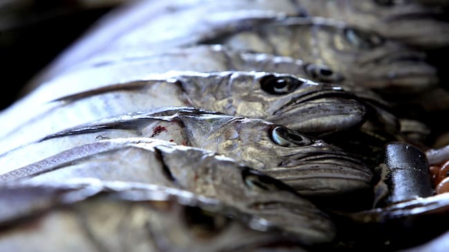23 de Marzo 2016/CONCEPCIONDetalle de merluza austral, durante el aumento de ventas de pescados y mariscos que se espera para este fin de Semana Santa en la Región del Biobio.
FOTOS: MARIBEL FORNEROD/AGENCIAUNO