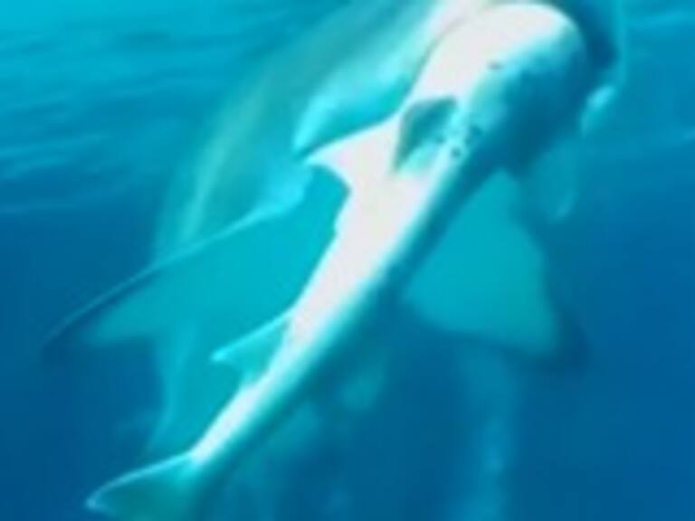 Un tiburón se comió a otro en un acuario de Corea del Sur