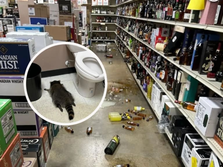 Mapache borracho destroza una botilleria y termina desmayado en un baño: se volvió una celebridad por esta foto
