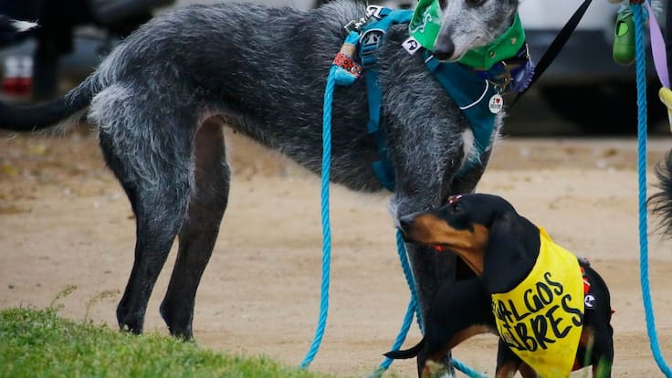 Cámara vota hoy prohibición de carreras de galgos: proyecto divide a diputados entre “maltrato” y “tradición”