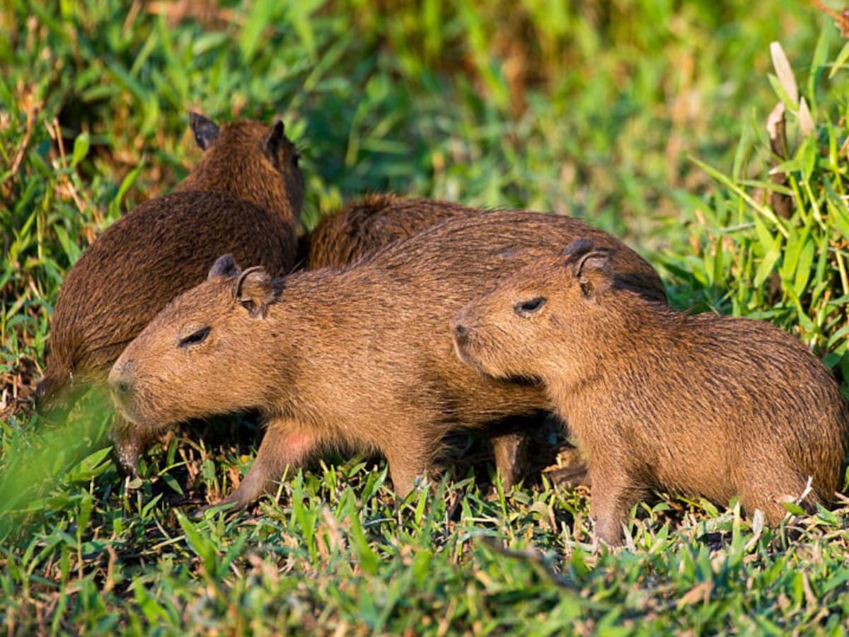 Histórico hallazgo en Chile: fósil confirma que el capibara vivió en el país hace millones de años