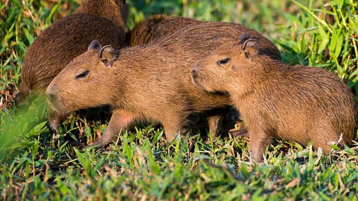 Histórico hallazgo en Chile: fósil confirma que el capibara vivió en el país hace millones de años