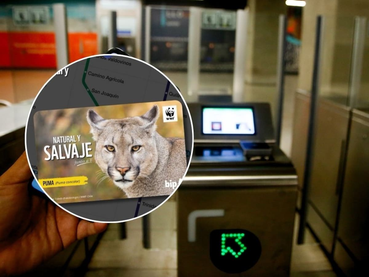 Tras el furor por la “Michi Bip!”: este es el animal que ahora llegará a las tarjetas en el Metro de Santiago
