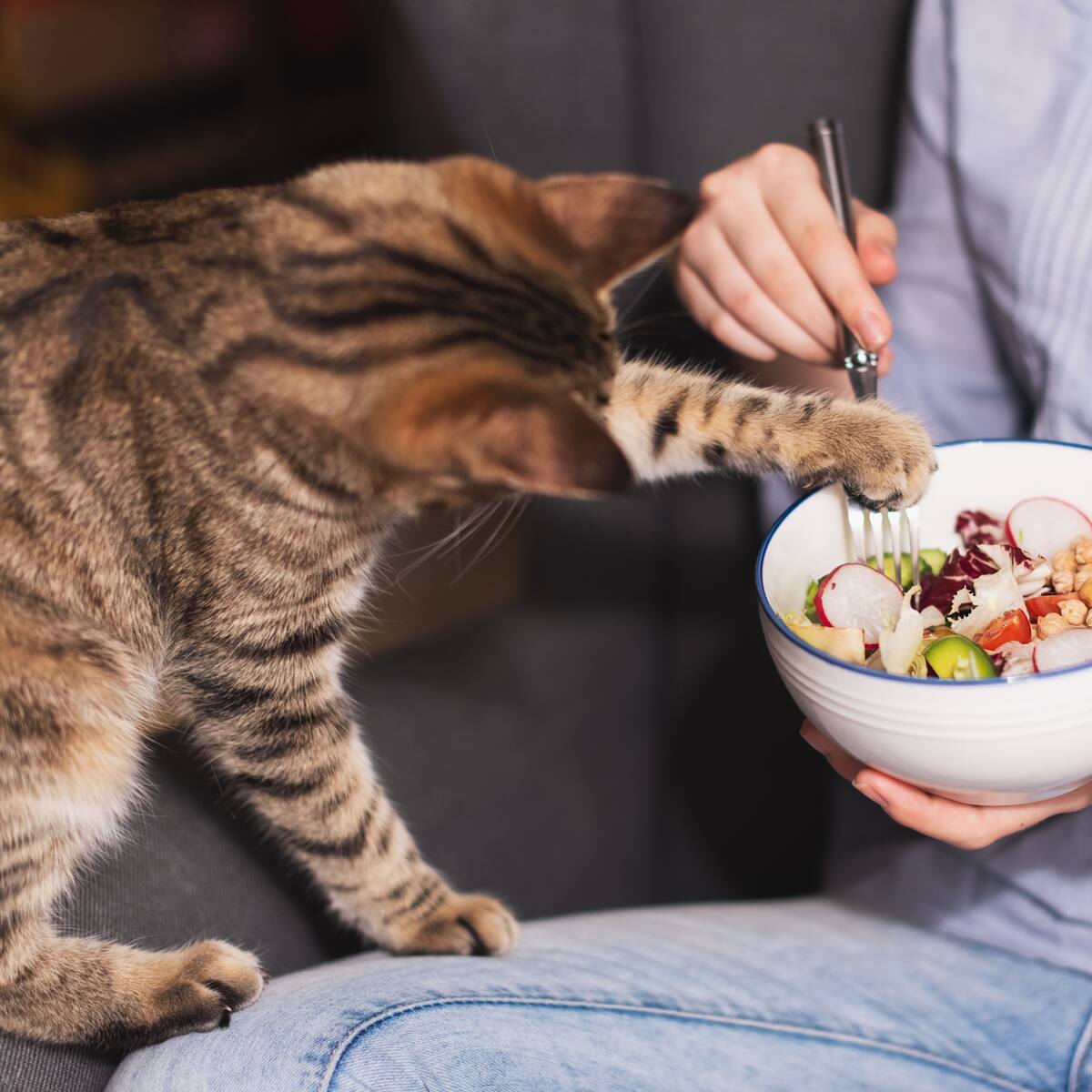 Tu gato podría enfermarse: estos son los alimentos prohibidos y permitidos en su dieta