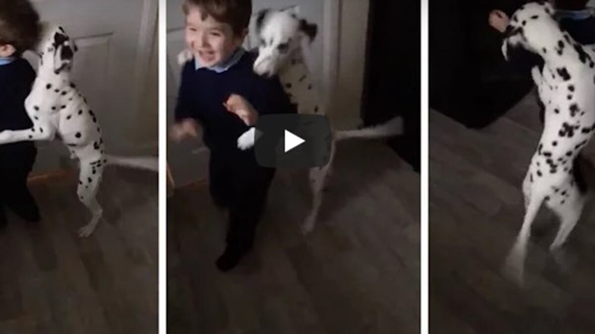 Perro viral en YouTube