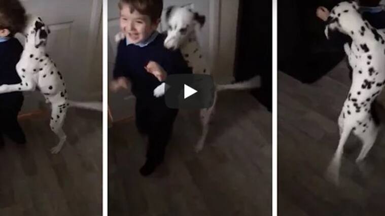Perro viral en YouTube
