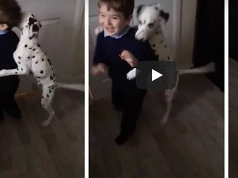 Perro viral en YouTube