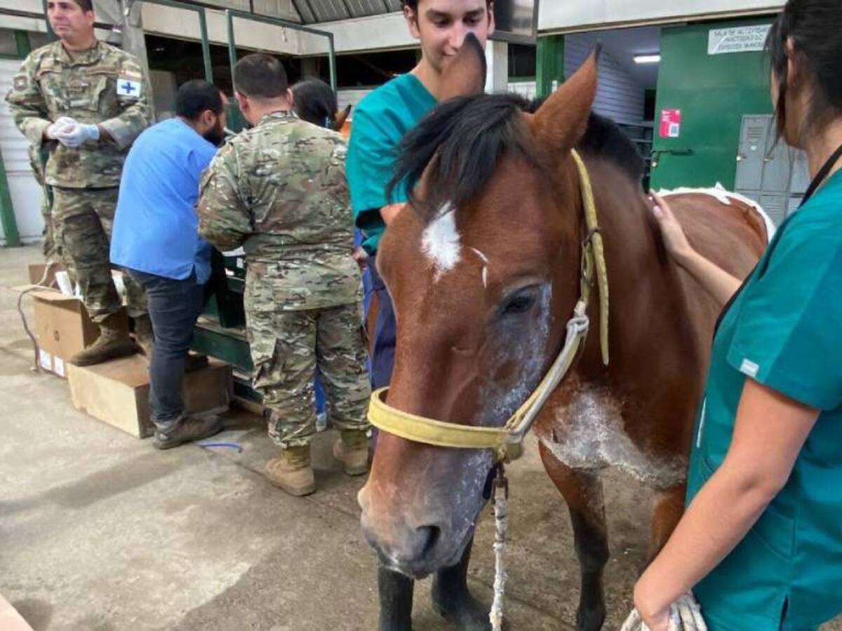 Animales heridos en los incendios de Ñuble se recuperan en hospital veterinario de Chillán