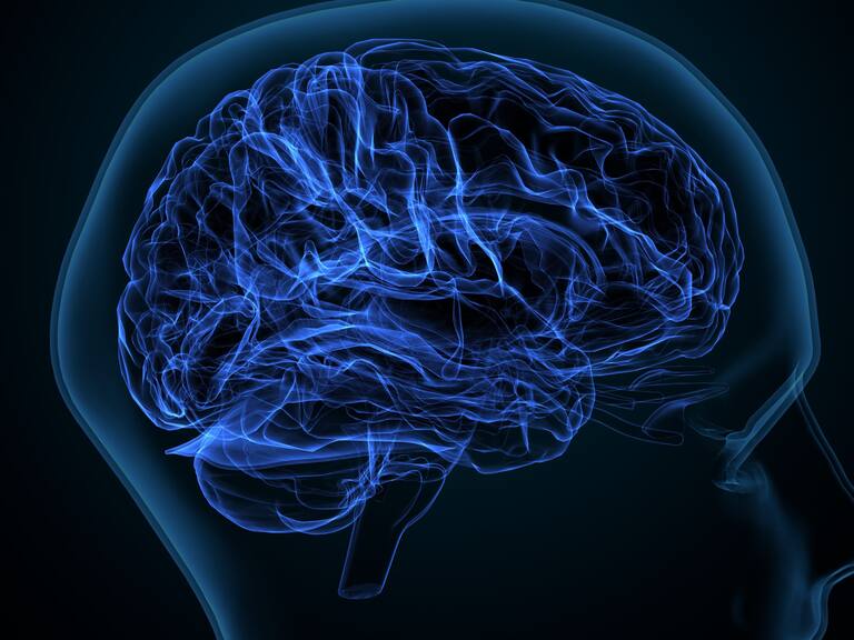 White matter refers to areas of the central nervous system that are mainly made up of myelinated axons, also called tracts.Long thought to be passive tissue, white matter affects learning and brain functions, modulating the distribution of action potentials, acting as a relay and coordinating communication between different brain regions