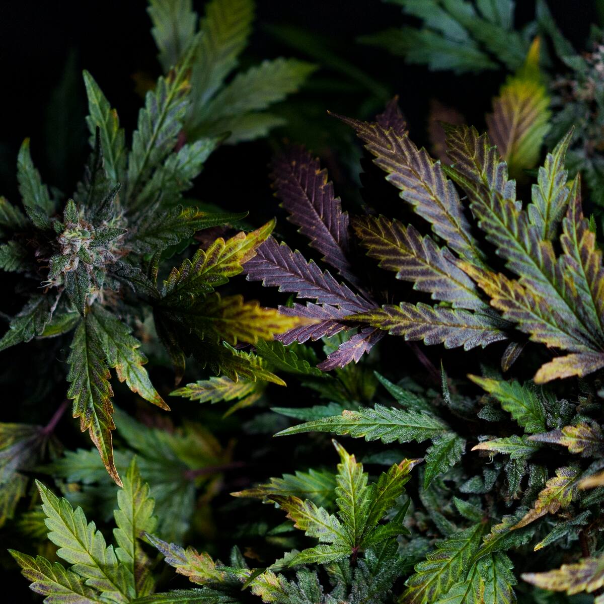 Científicos logran “resucitar” enzimas de cannabis extintas hace millones de años