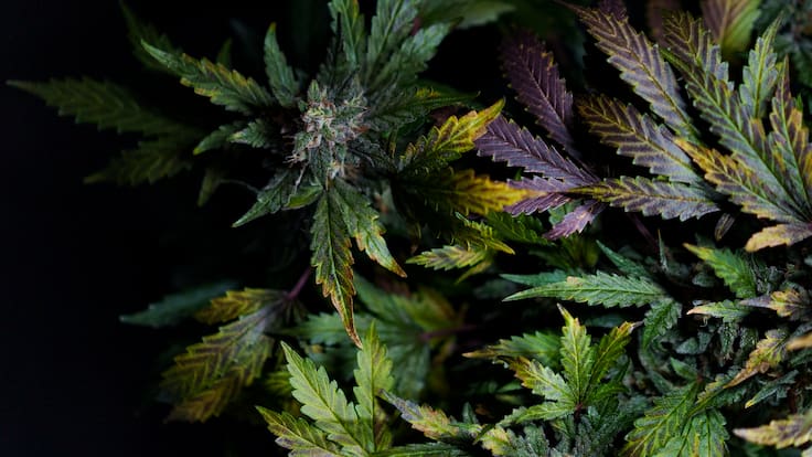 Chile ya supera las 45 toneladas de droga incautadas este 2026: cifra se acerca al récord del año pasado