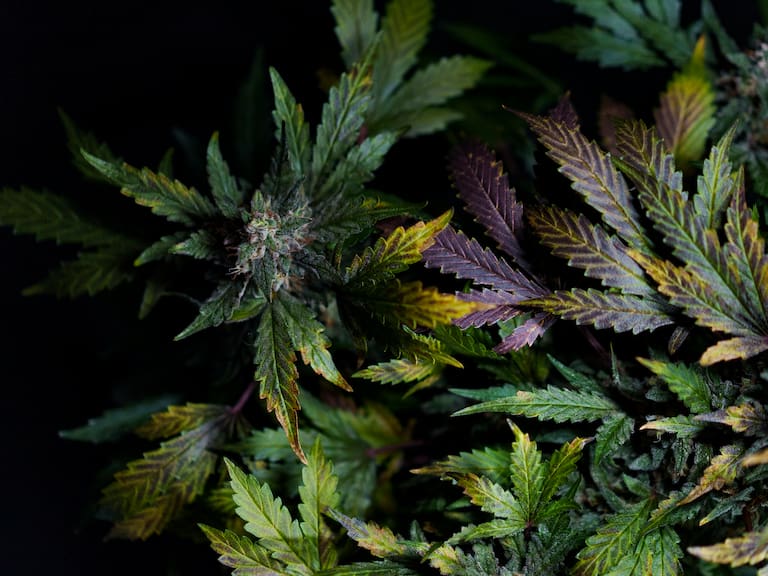 Científicos logran “resucitar” enzimas de cannabis extintas hace millones de años