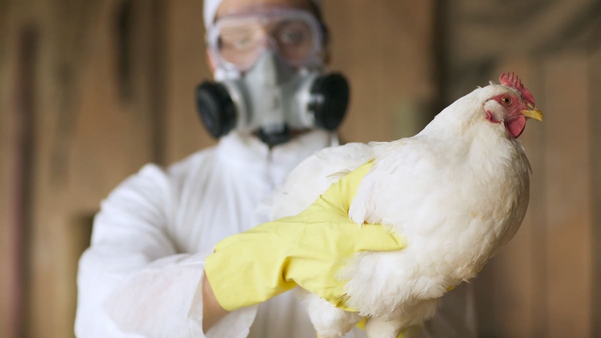 SAG confirma caso de influenza aviar H5N1 en aves de traspatio en Melipilla