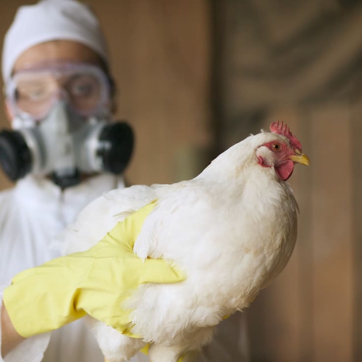 SAG confirma caso de influenza aviar H5N1 en aves de traspatio en Melipilla