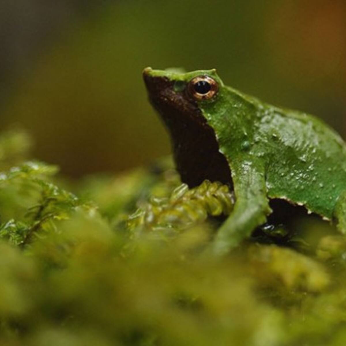 Luz verde para proteger a la ranita de Darwin: Contraloría toma razón de decreto que aprueba su plan de conservación