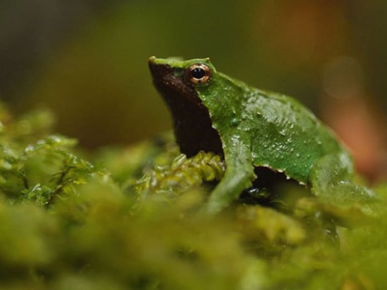 Luz verde para proteger a la ranita de Darwin: Contraloría toma razón de decreto que aprueba su plan de conservación
