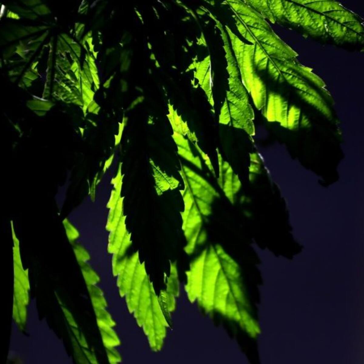 Denuncia por violencia intrafamiliar termina con decomiso de 250 plantas de marihuana en Pudahuel