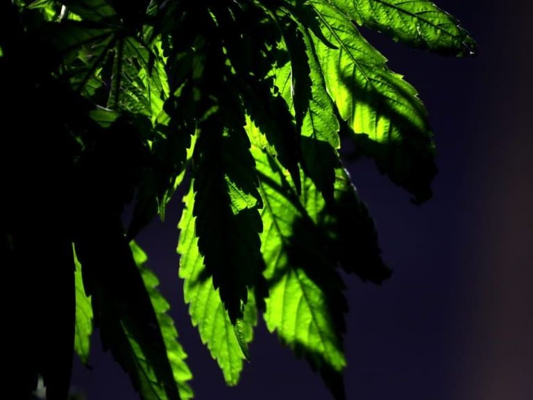 Comisión del Senado aprueba tenencia de hasta cinco plantas de marihuana para consumo personal