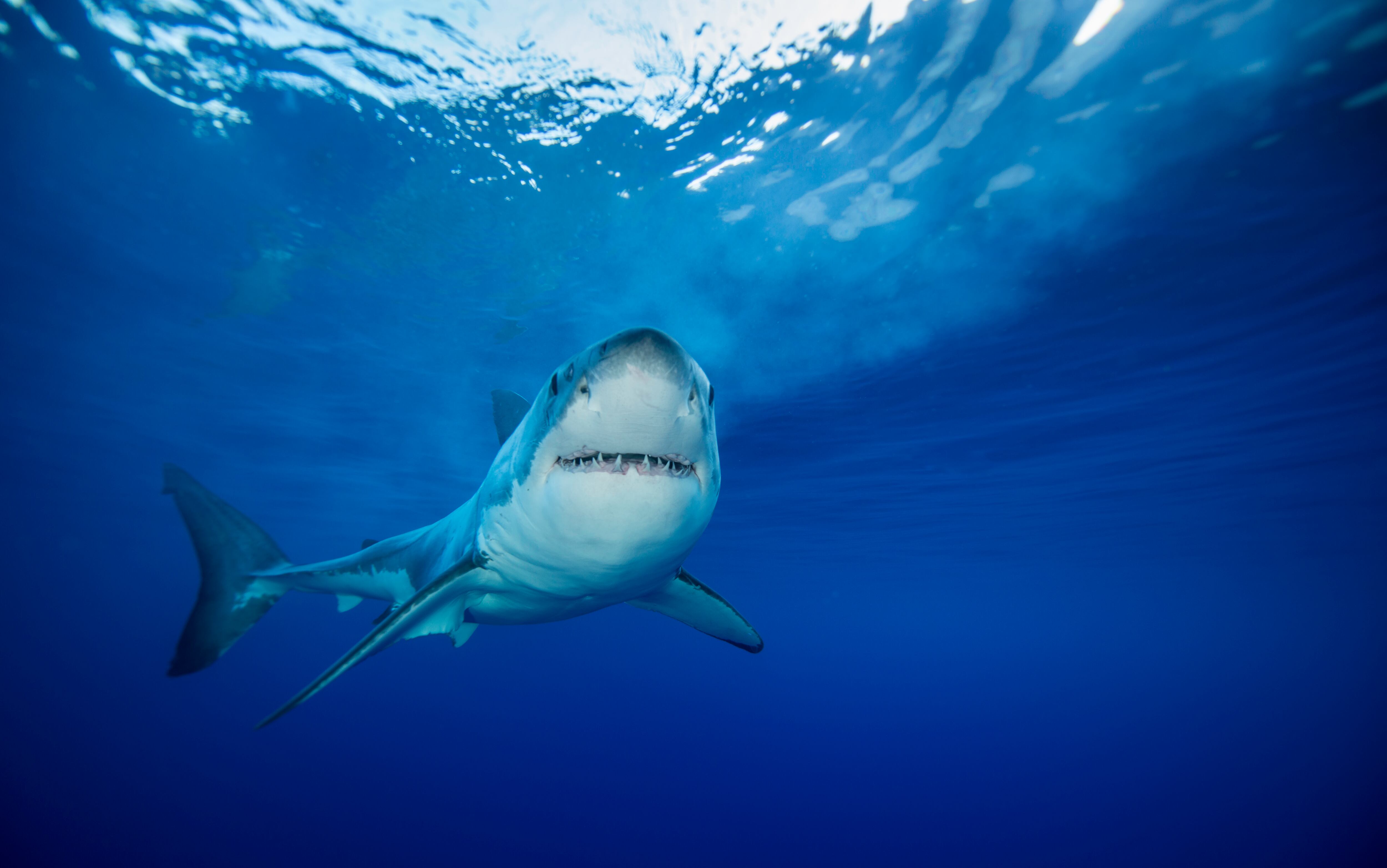 Tiburón blanco