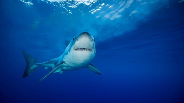 Esta especie está asesinando a los tiburones blancos y las consecuencias podrían ser irreversibles