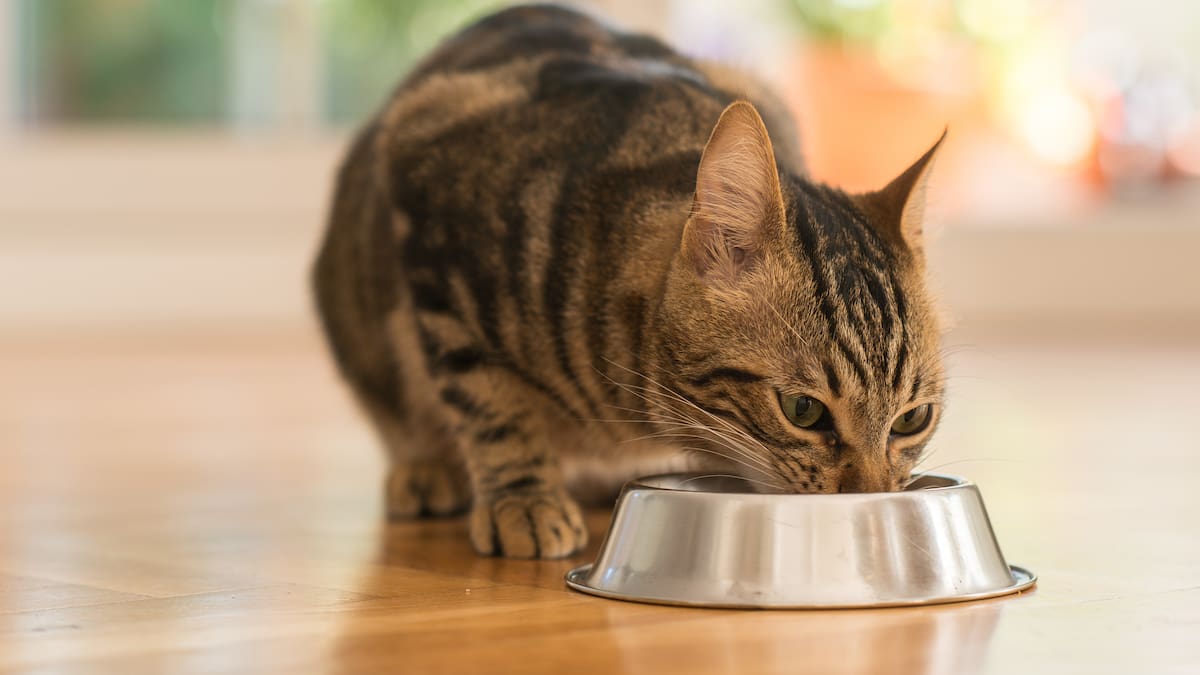 ¿Tu gato dejó de comer? La ciencia revela que el secreto está en su nariz y no en su estómago