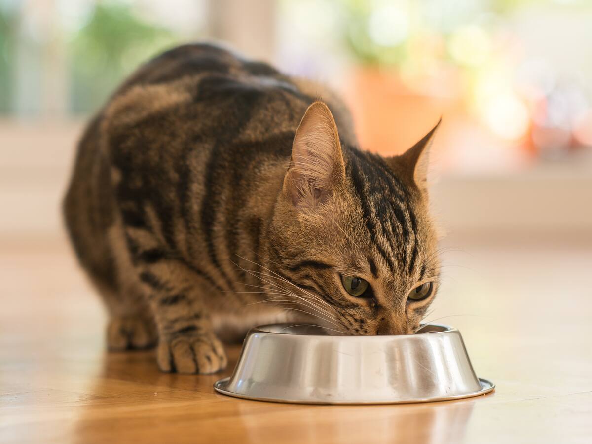 ¿Tu gato dejó de comer? La ciencia revela que el secreto está en su nariz y no en su estómago