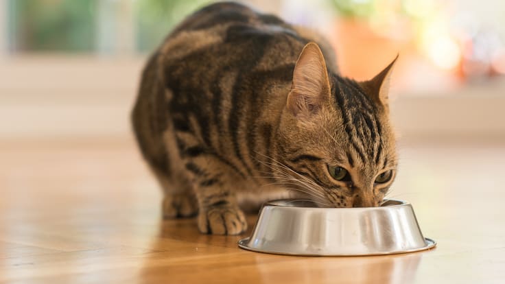 ¿Tu gato dejó de comer? La ciencia revela que el secreto está en su nariz y no en su estómago