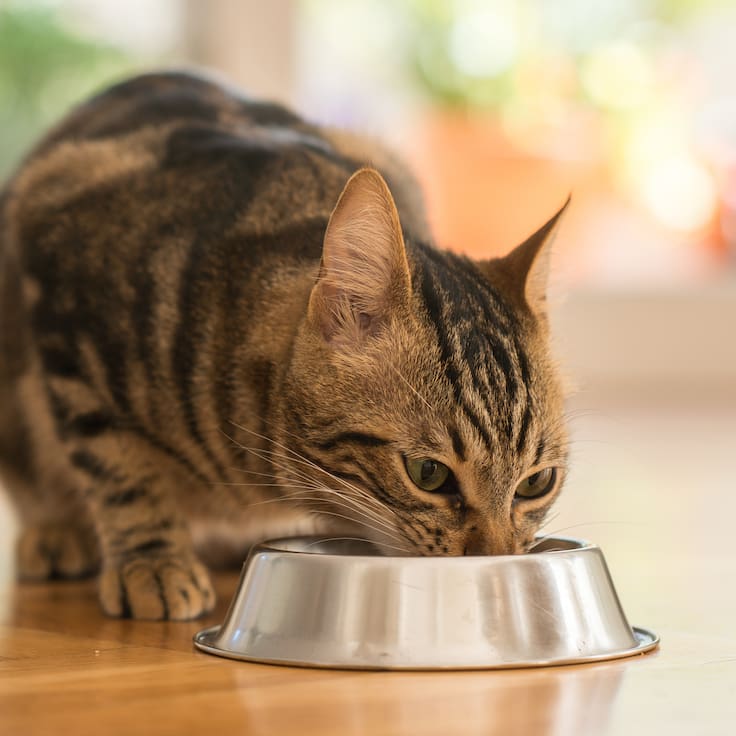 ¿Tu gato dejó de comer? La ciencia revela que el secreto está en su nariz y no en su estómago